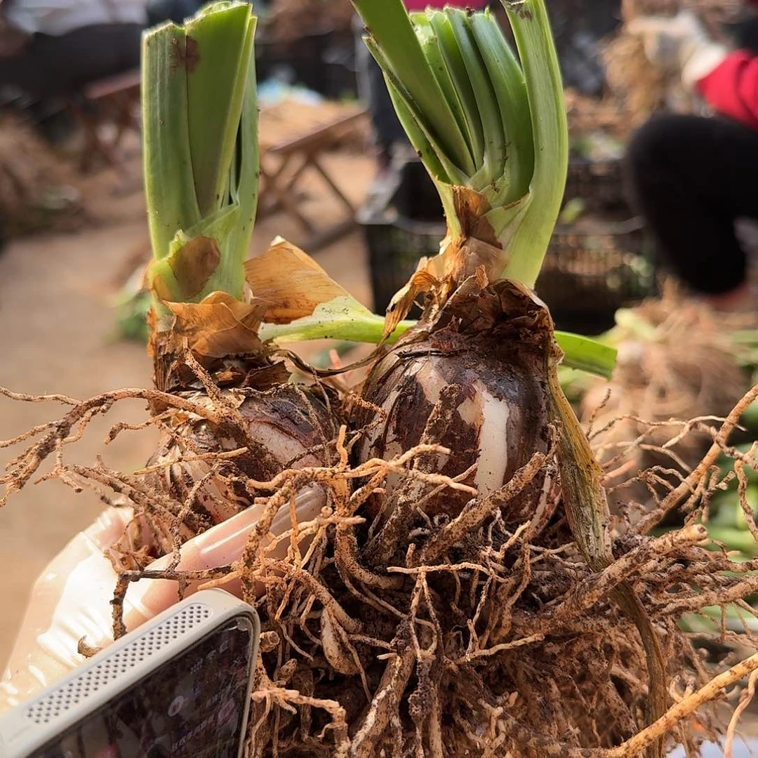 毛毛双胞胎两个7➕