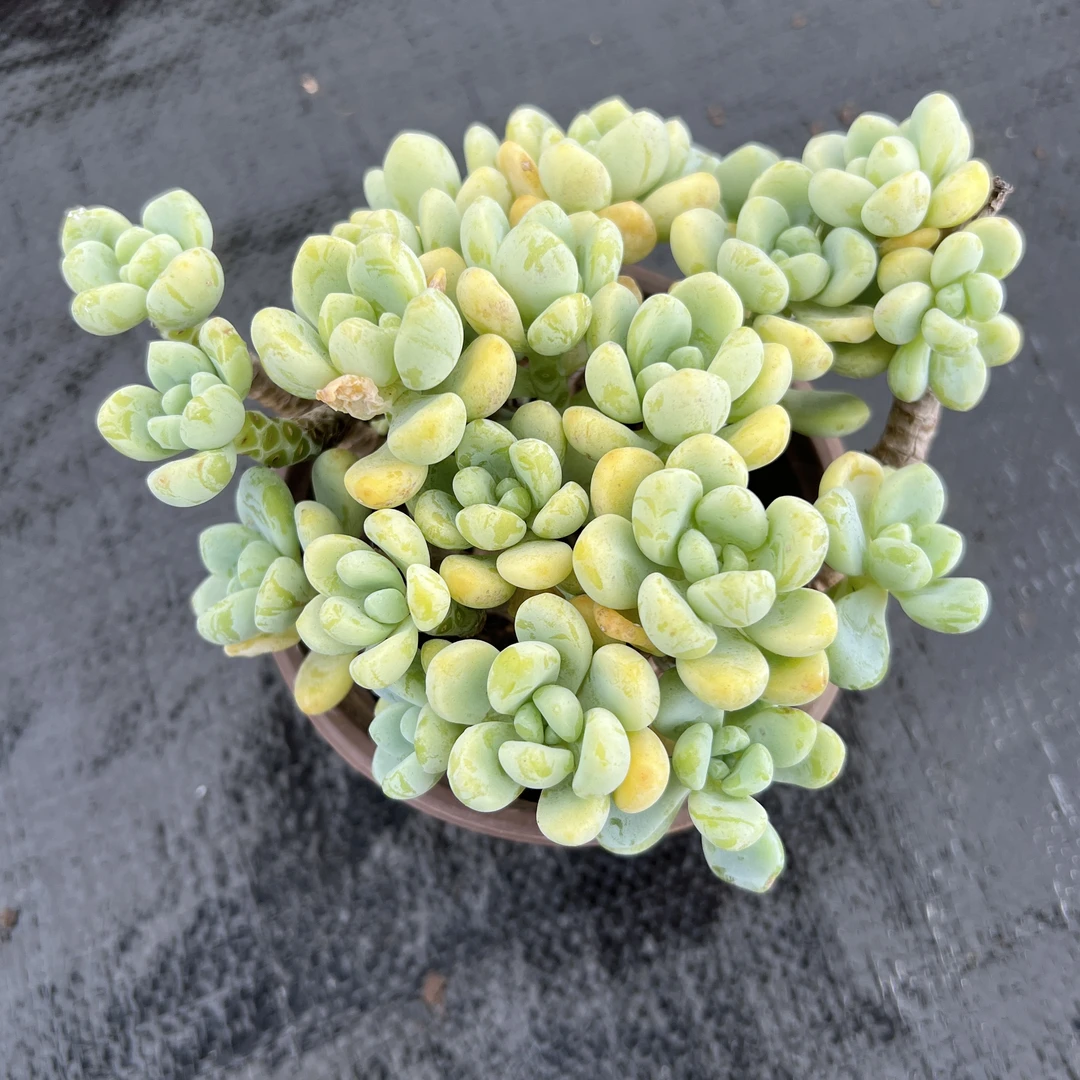 1王小二多肉劳尔15杯冠幅12-15厘米多肉植物带基地原盆原土发货