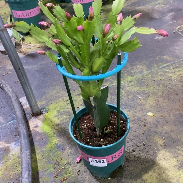 当前无花栽培后可以开花诚**下352嫁接依滋
