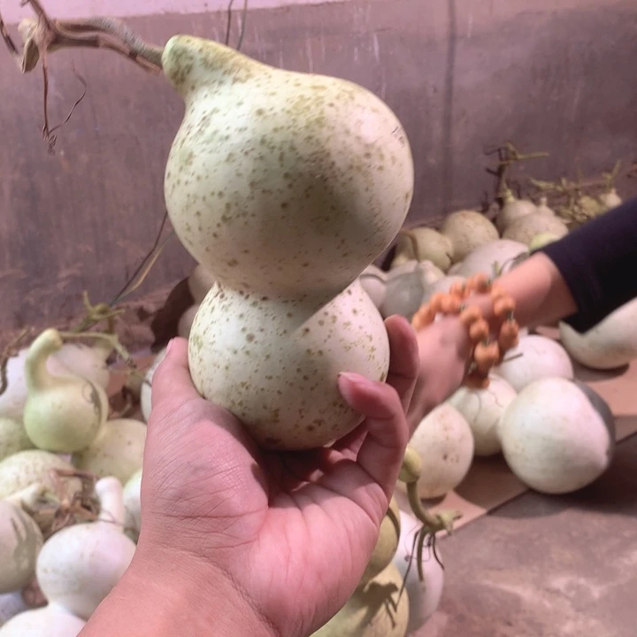 木***强中号现货供应充足不包成