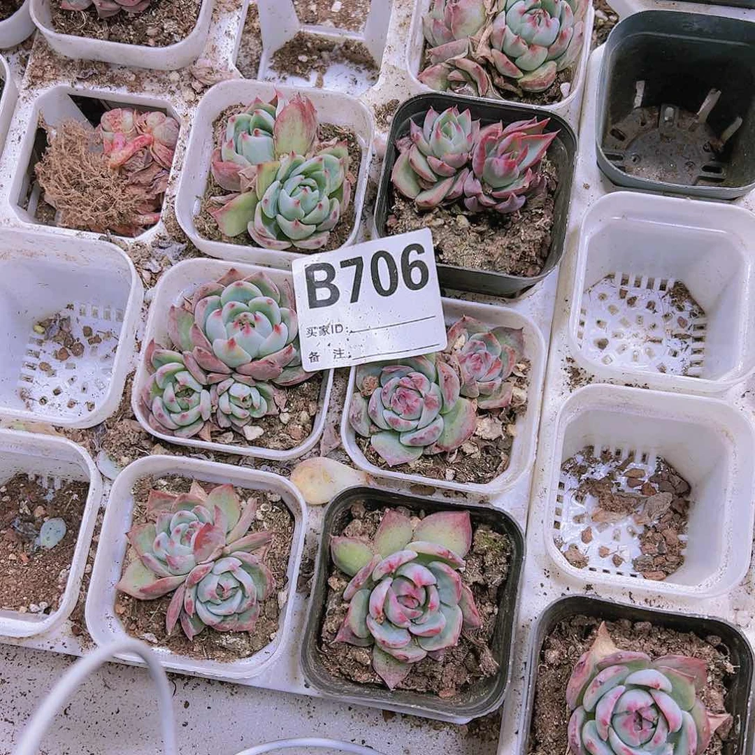 706惊鸿吉娃娃19包邮多肉