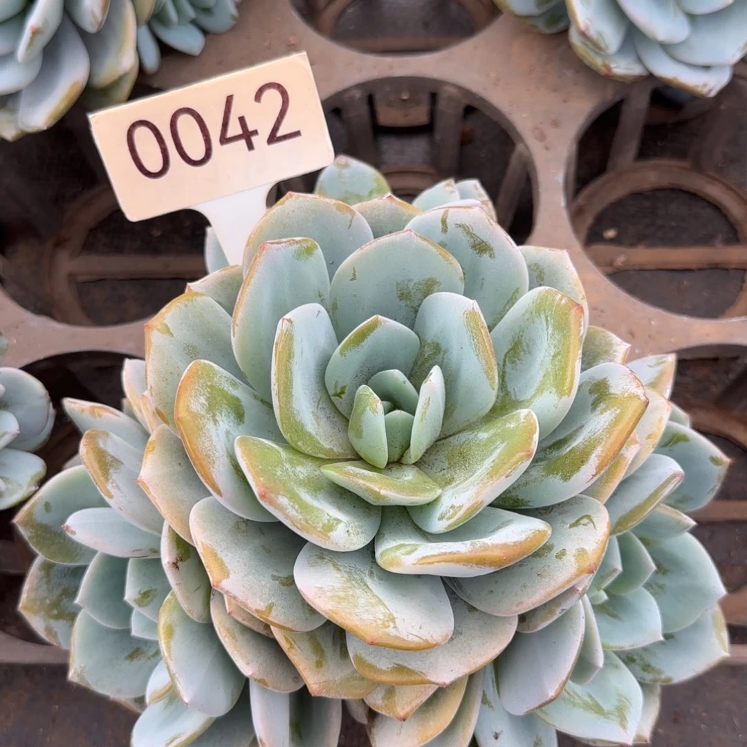 0042。     奶茶四头。
