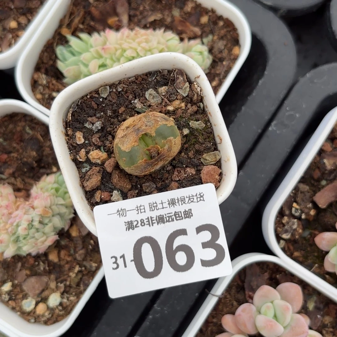 A****s毛汉尼单头多肉多肉多肉多肉