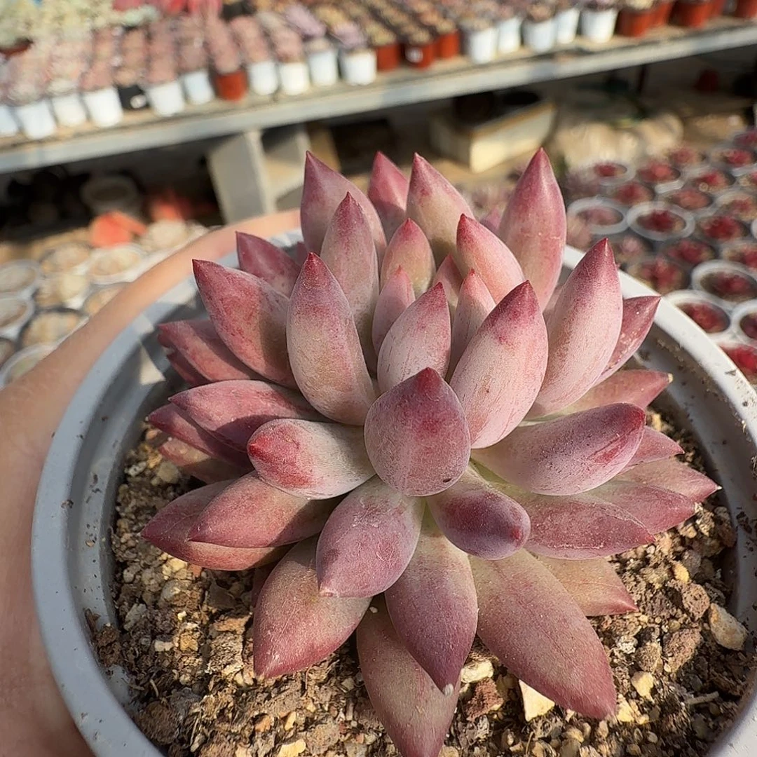 391七公分虞美人满20包邮