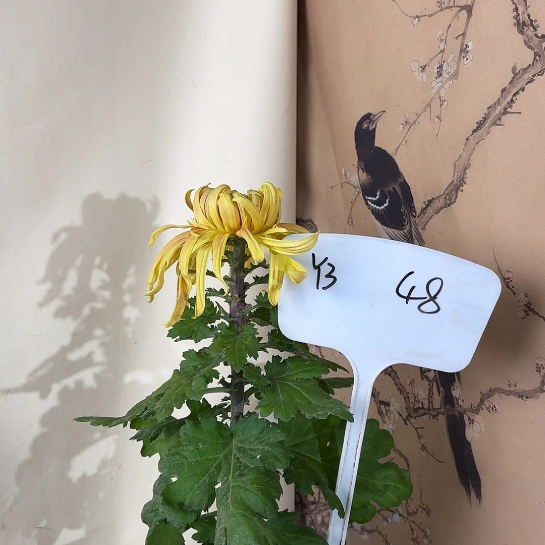 全部花朵Y333333333