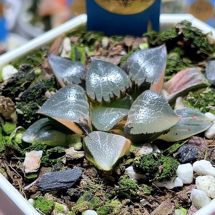 594花影锦一物一拍