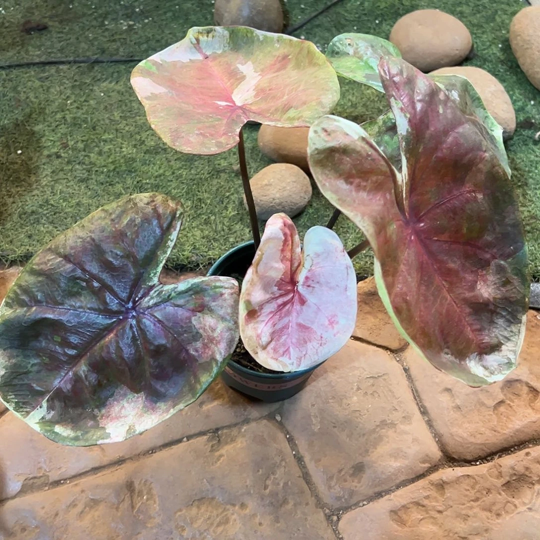 无花朵哈啦吧啦复古66