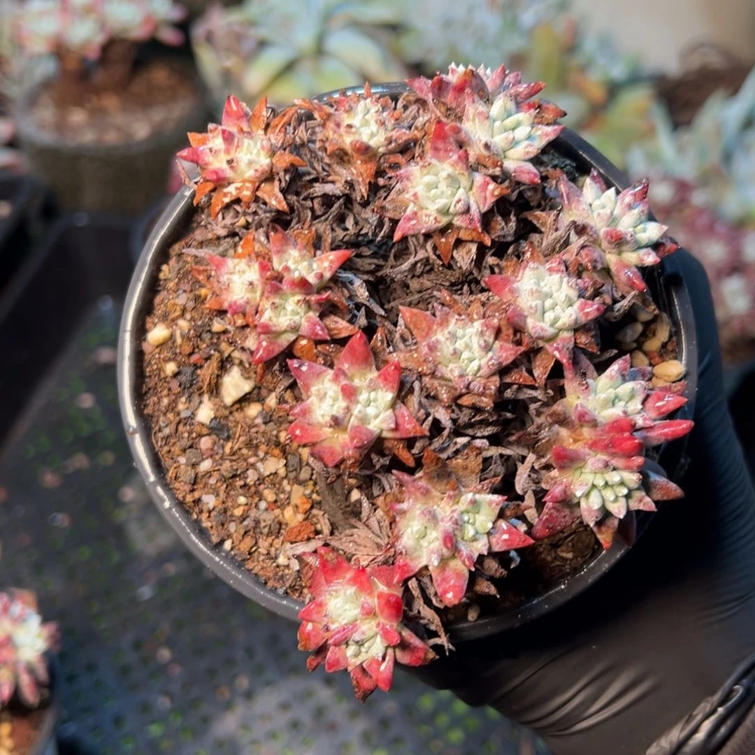 8522哈哈哈哈哈哈哈哈