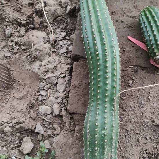 仙人球毛花柱法三带根40公分以上