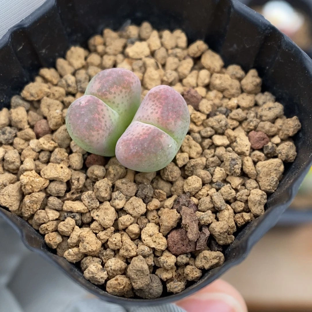 多肉植物肉锥杂交K-2432 风铃杂