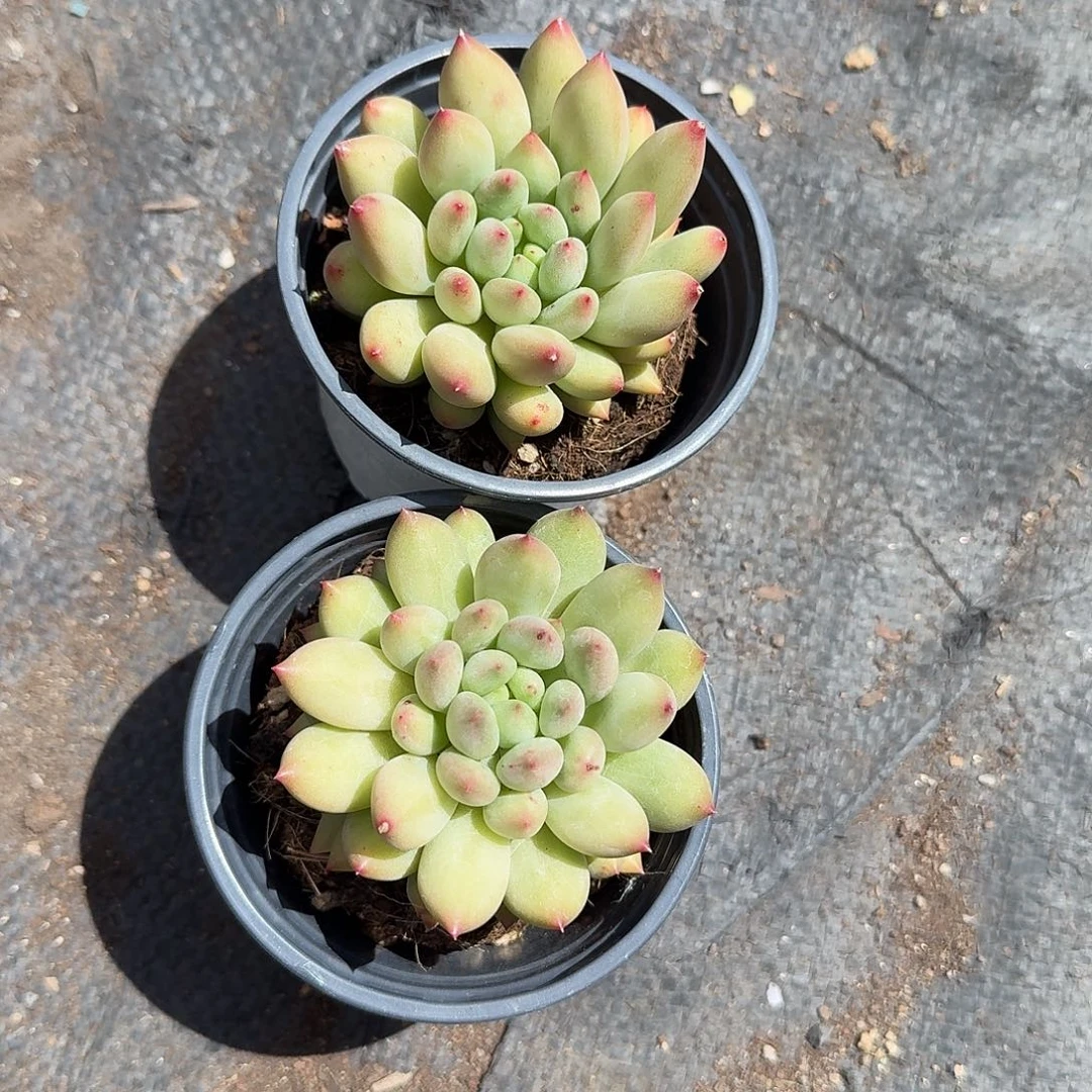 开***天两颗虞美人单头多肉植物