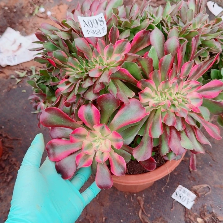 98香妃缀化多肉植物