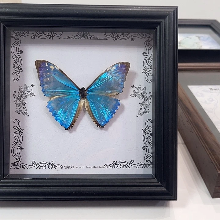 西风闪蝶带框一物一图