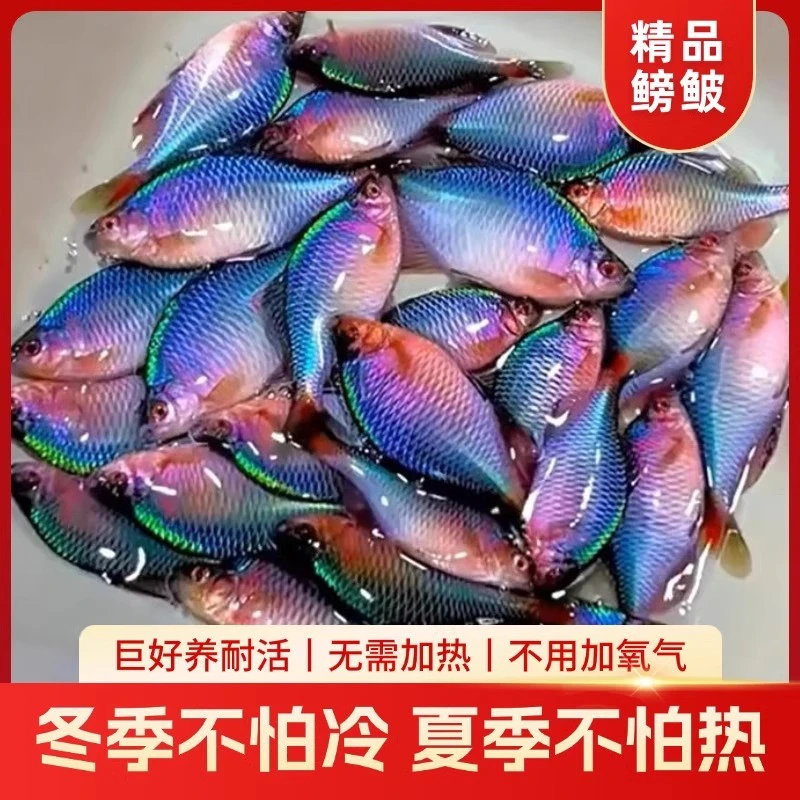 除藻清洁鳑鲏鱼观赏鱼除油膜青苔七彩高体旁皮原生冷水鱼冬季混养