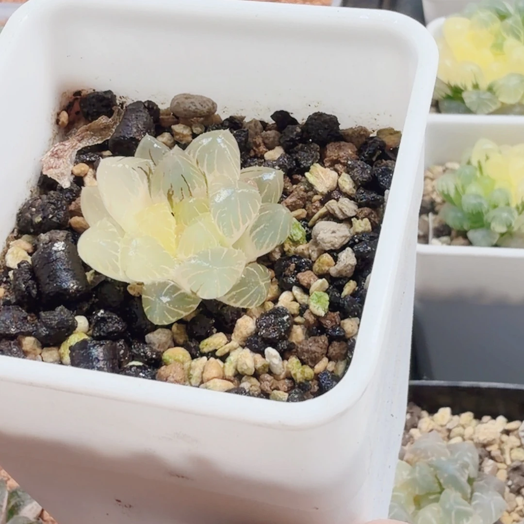 食***味十二卷实生冰灯锦福利