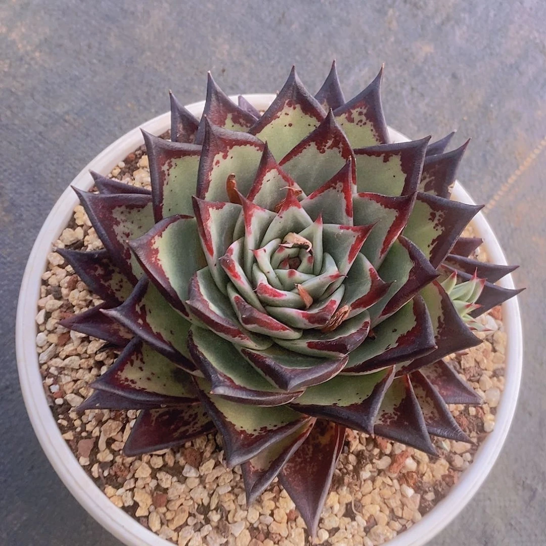 多肉植物乌木黑宽