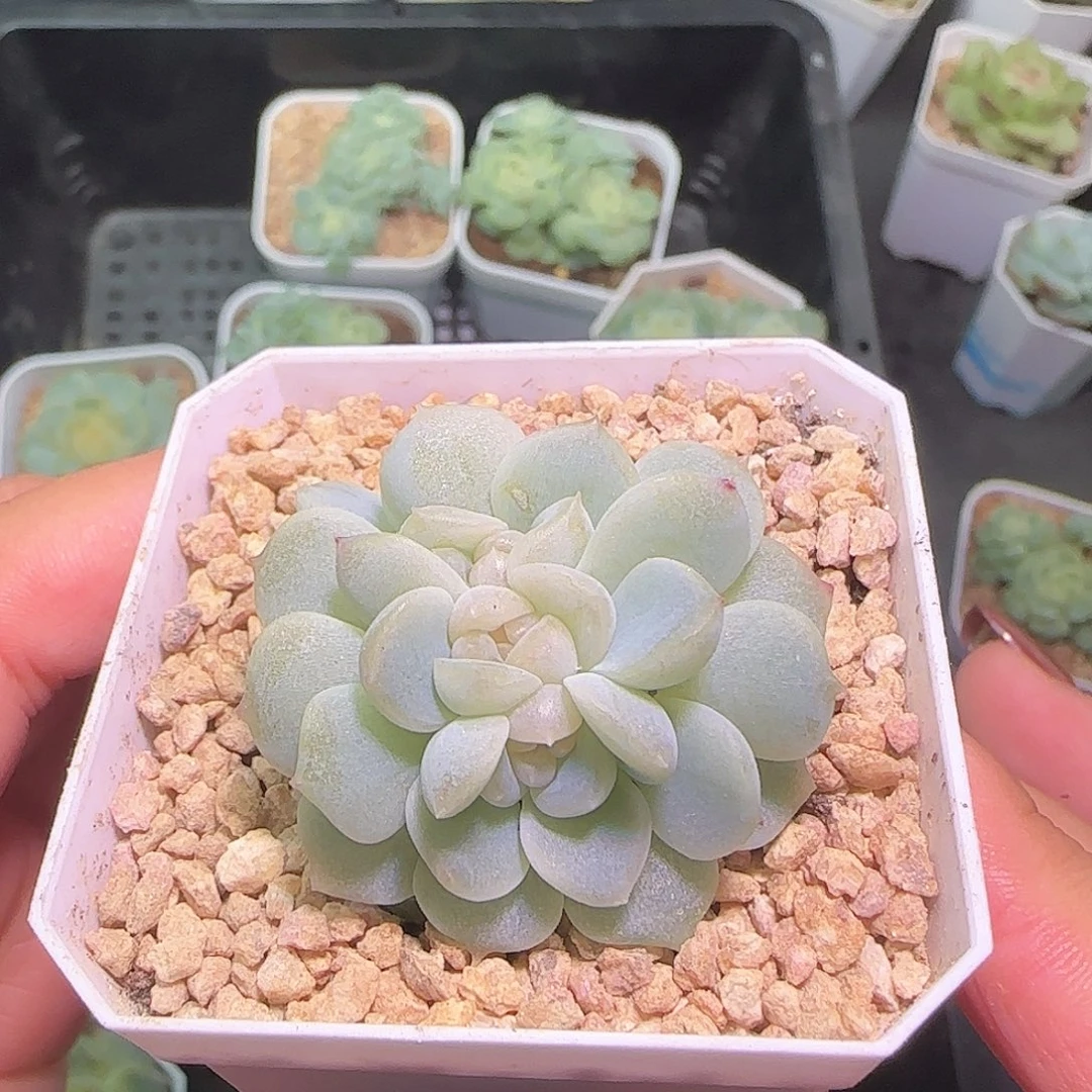 无尽灯多肉开播福利