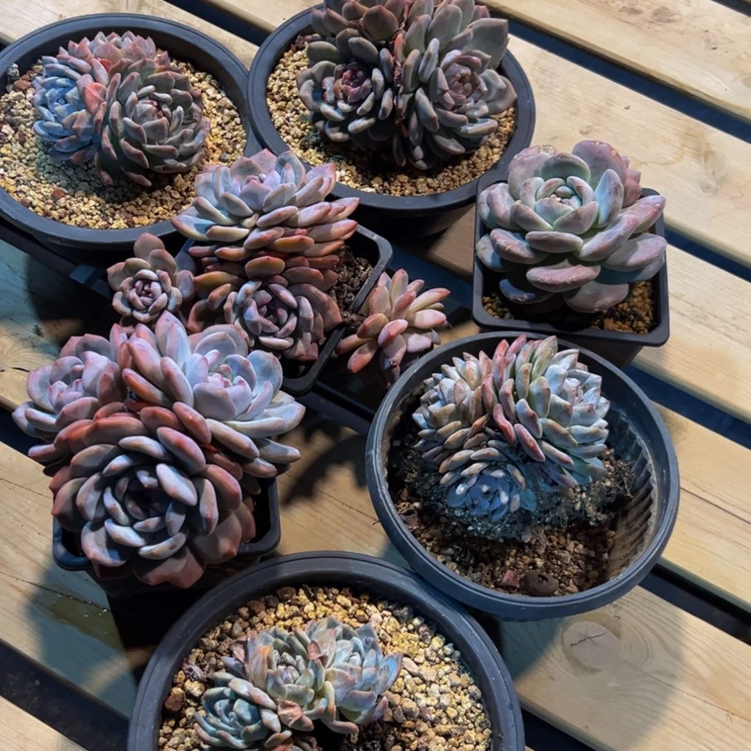 新年快乐 新年快乐