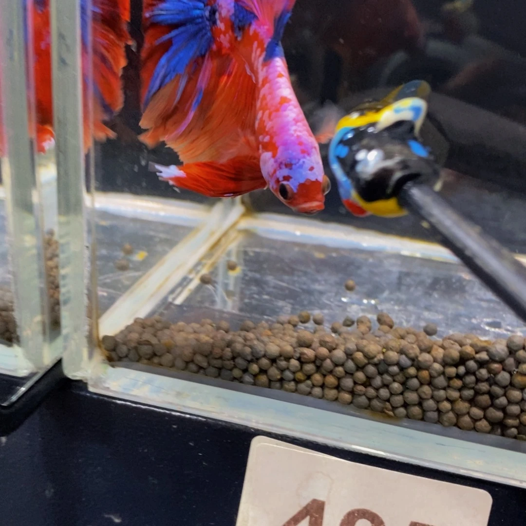 斗鱼405巨斗11111
