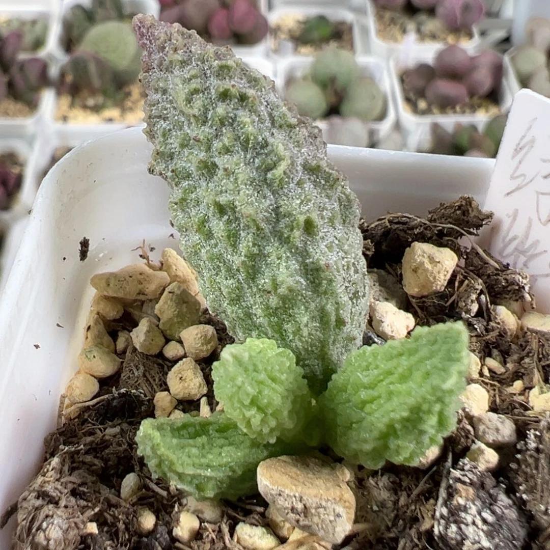 w绿幽灵多肉植物水泡