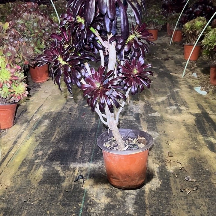 魔法书一物一拍178