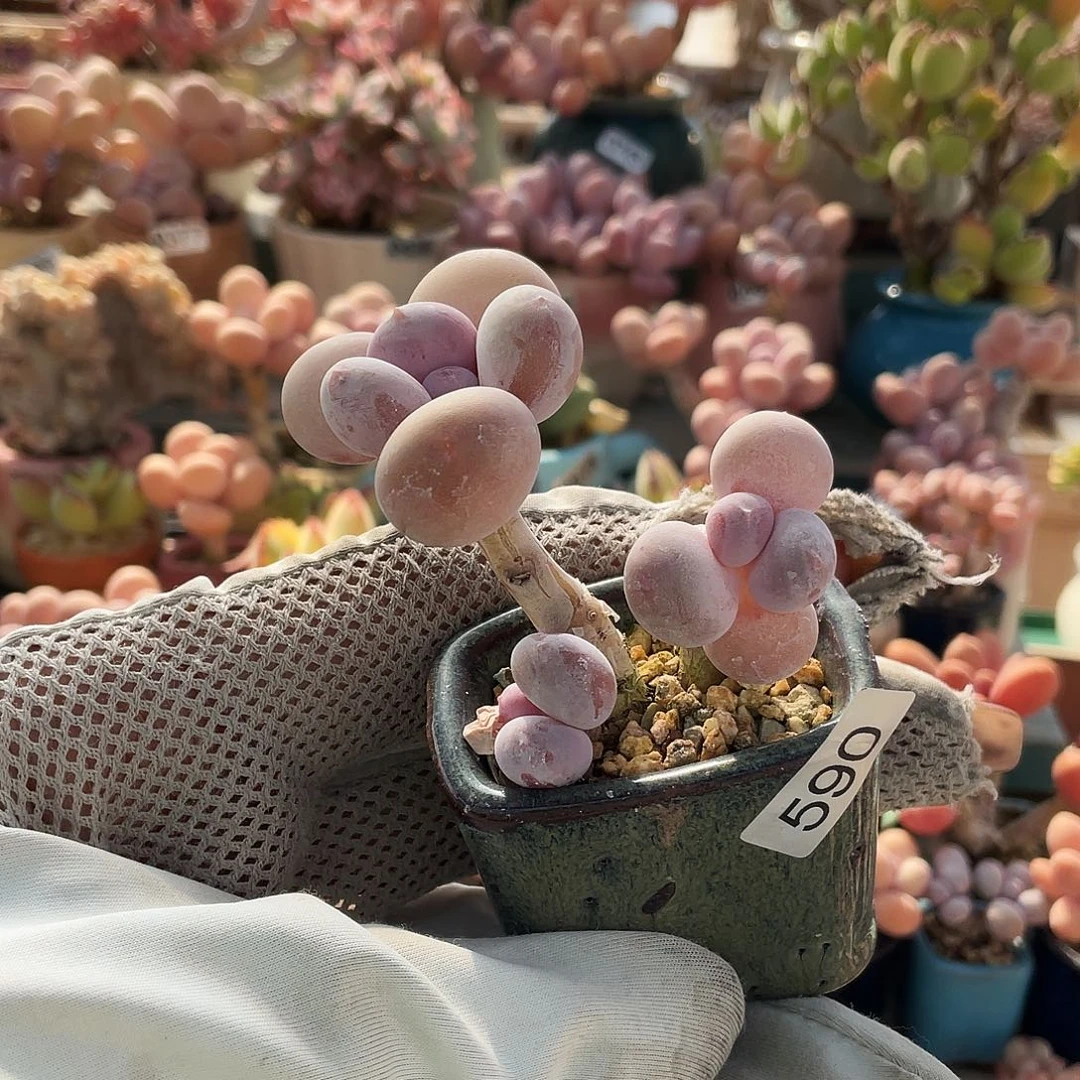 多肉植物的生长发育