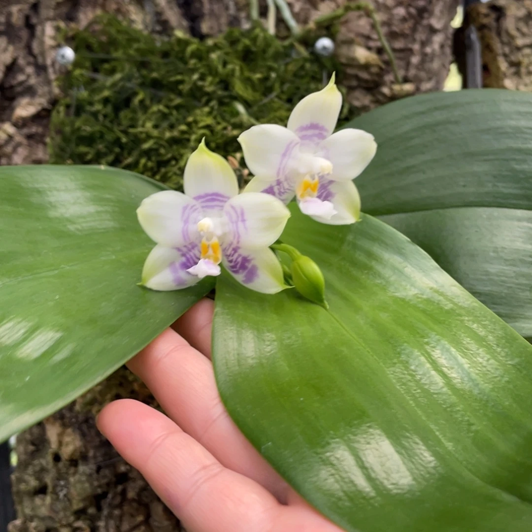 大部分开放少量花苞（高货）