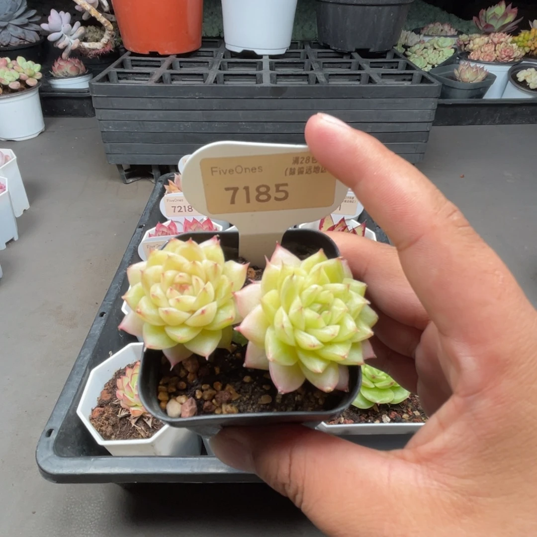 7185翡翠  4.5厘米