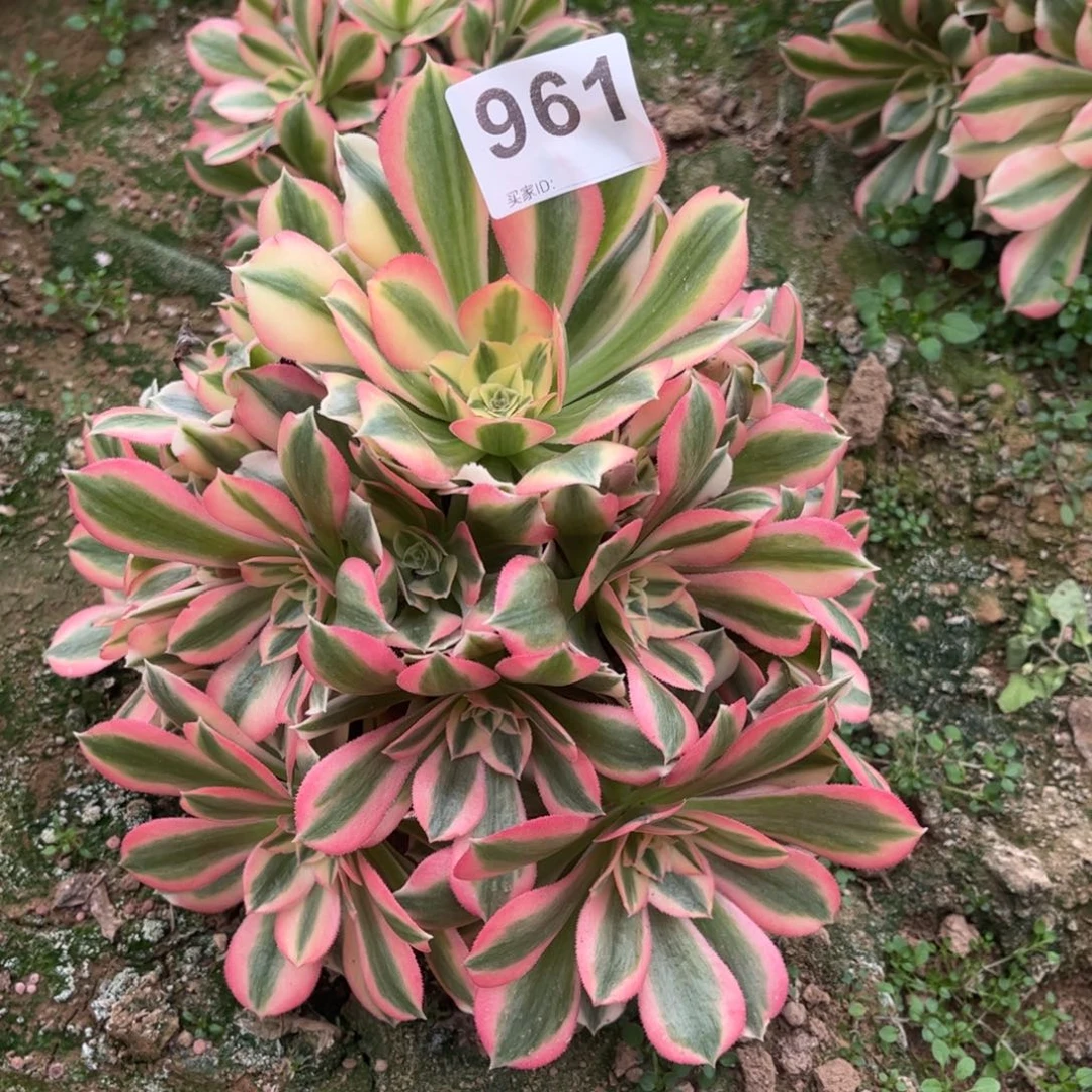 粉女巫961不包断枝