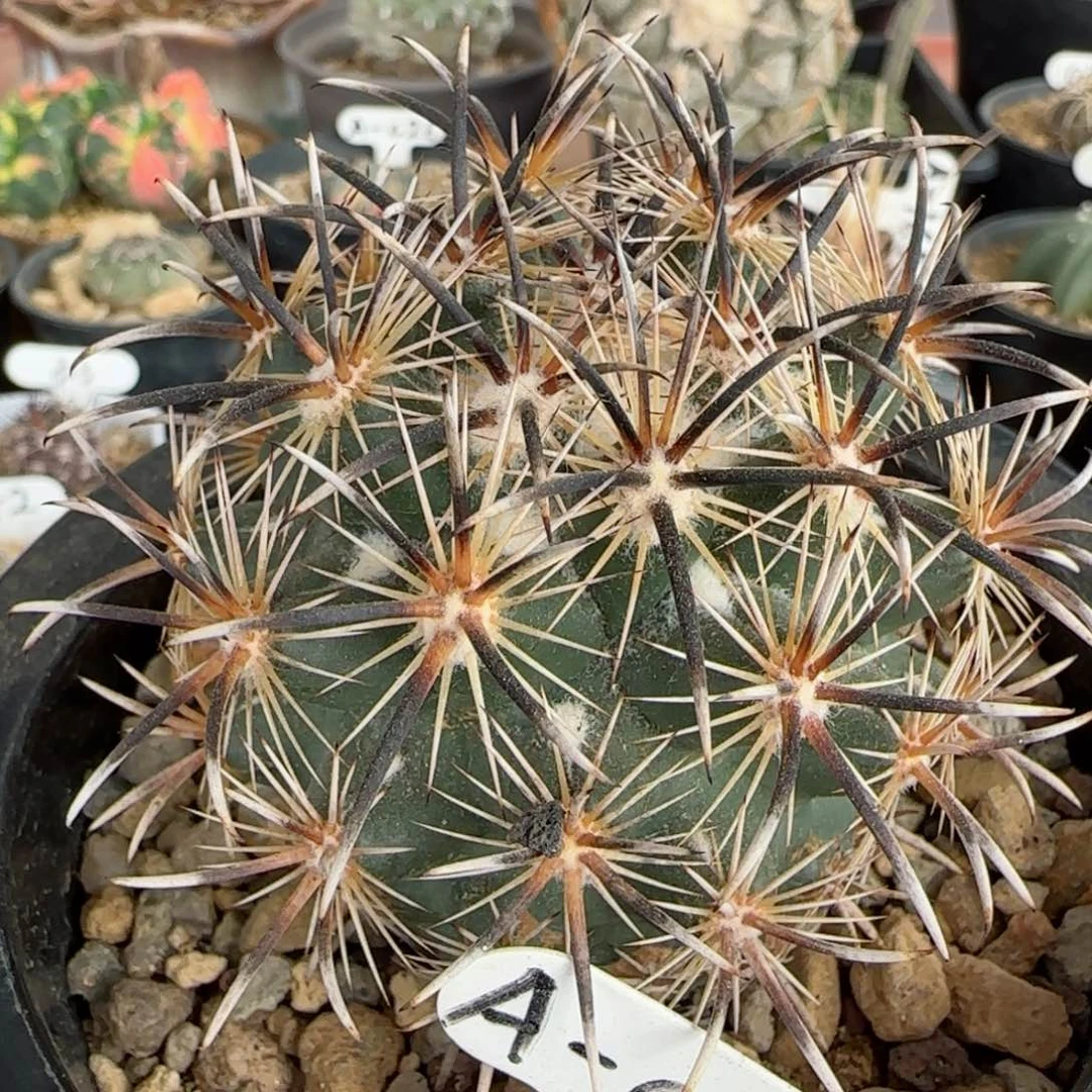 A16自根凤舞多肉