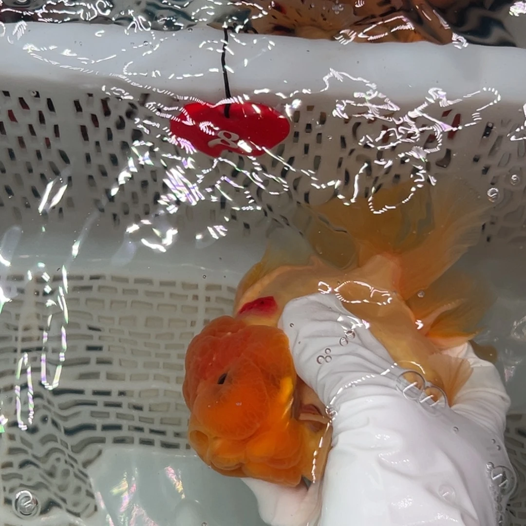 建***哥海水鱼微瑕一只也没拿上来