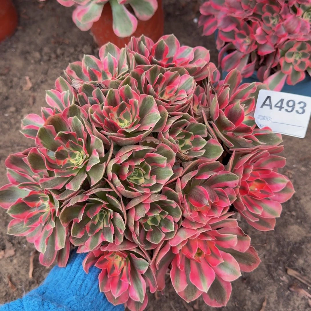 法师多肉不包损粉女郎493