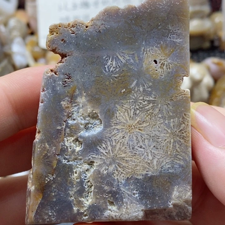 硅化珊瑚（珊瑚玉）颈饰未镶嵌