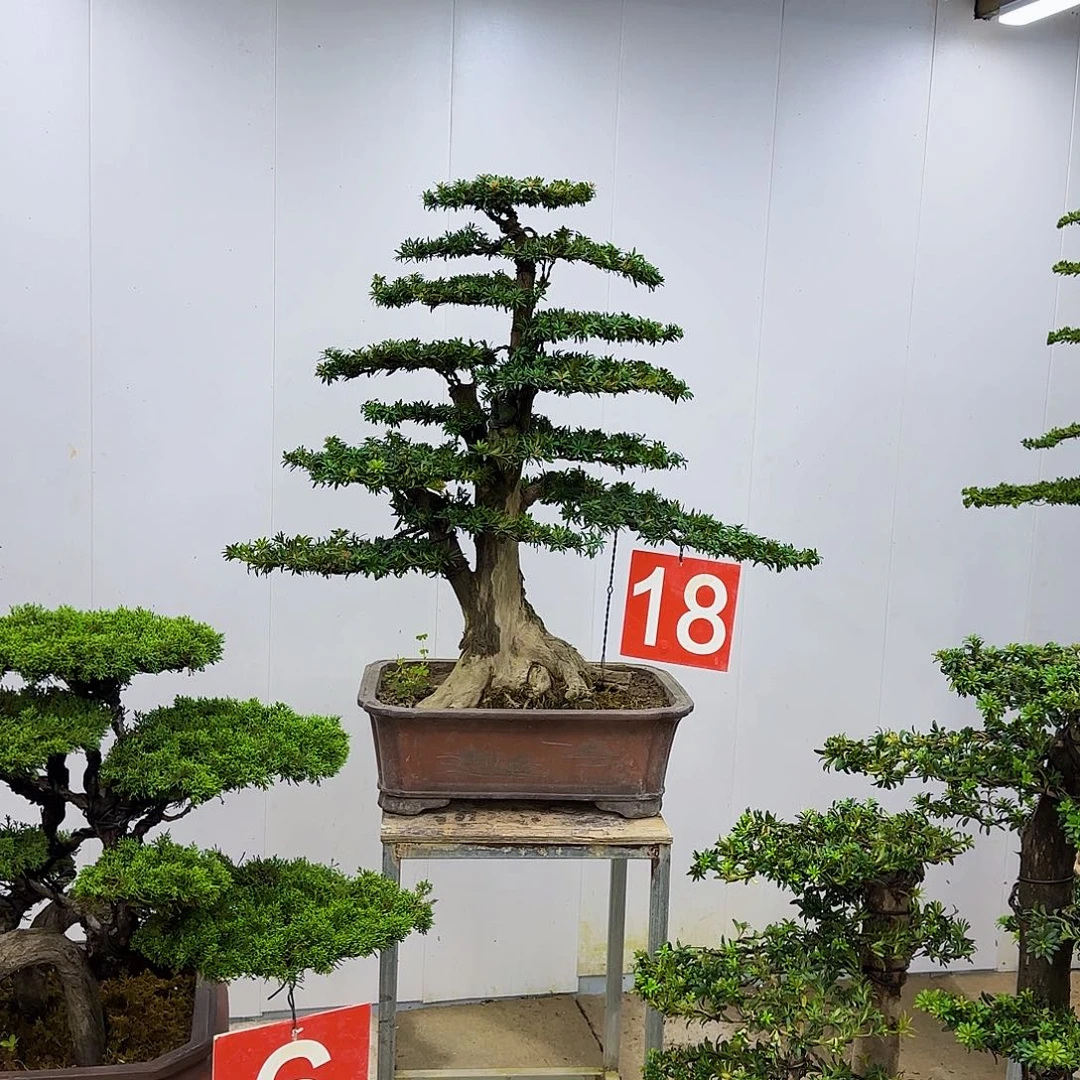 无花朵盆景直播间一物一拍