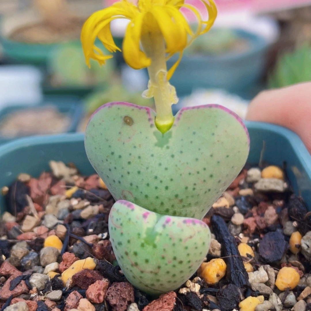 爱心少将植物一物一拍