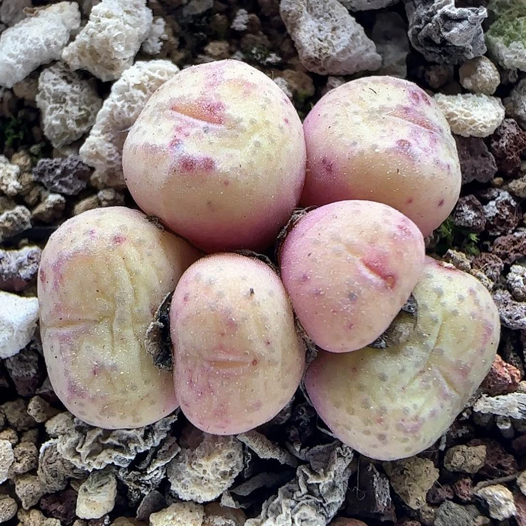 脱土年后发货23953