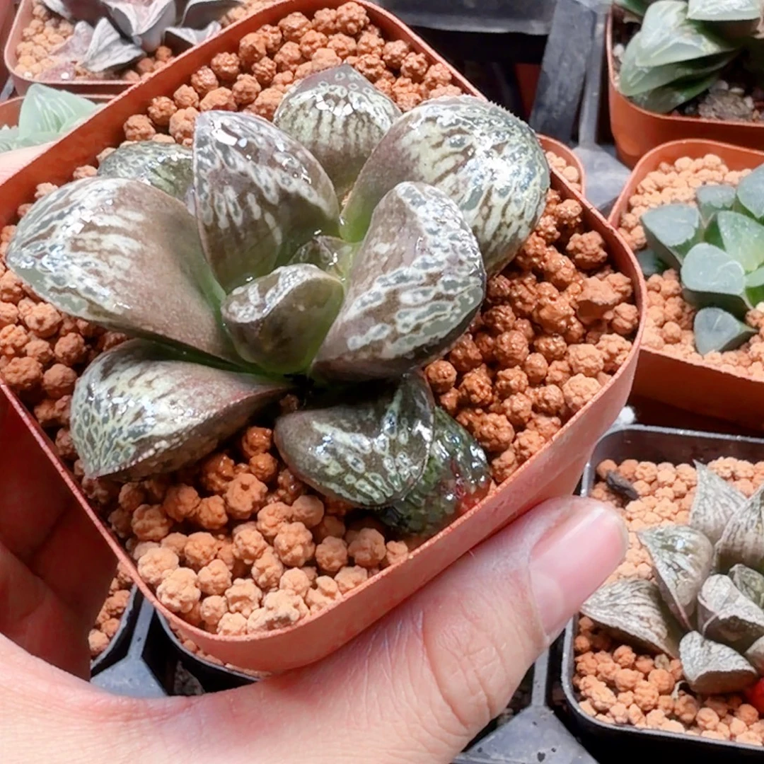 无花朵十二卷印加玫瑰福利