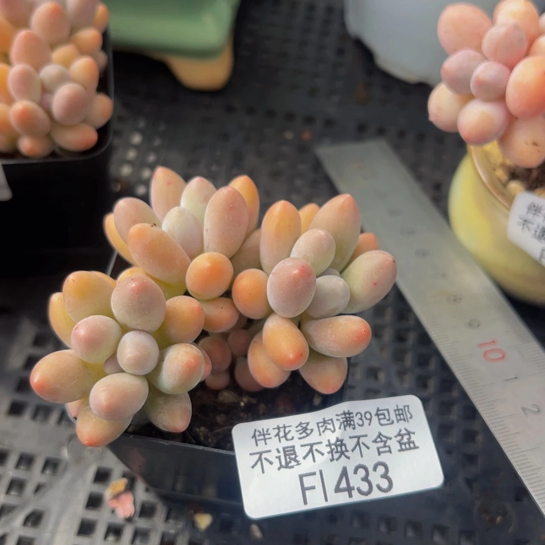 4333-黄金香水手指奶酪多肉6cm