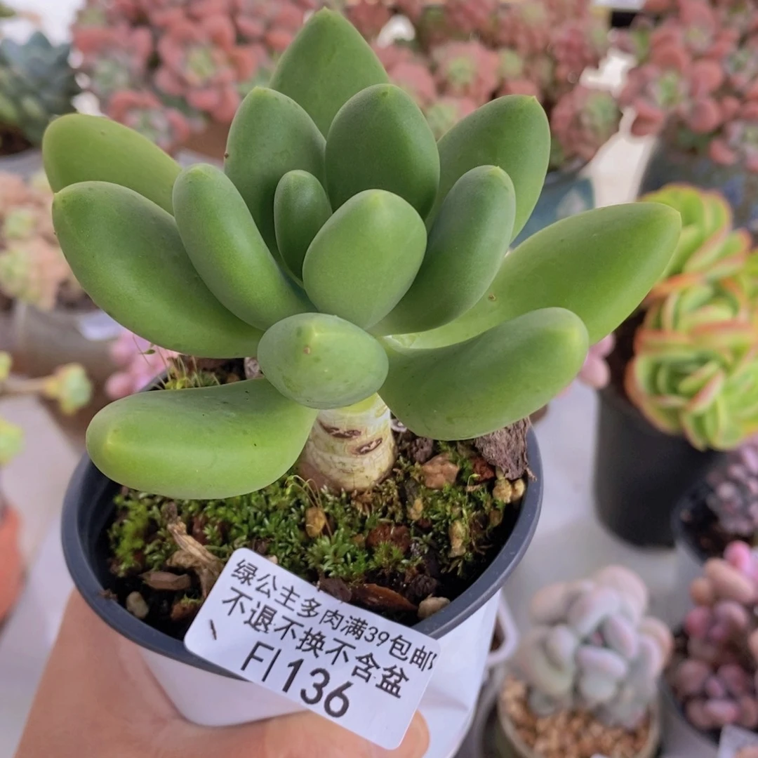 金蝉单头7cm136多肉植物