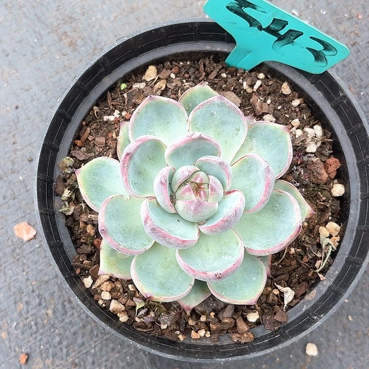 晨语多肉，一物一拍惊鸿543