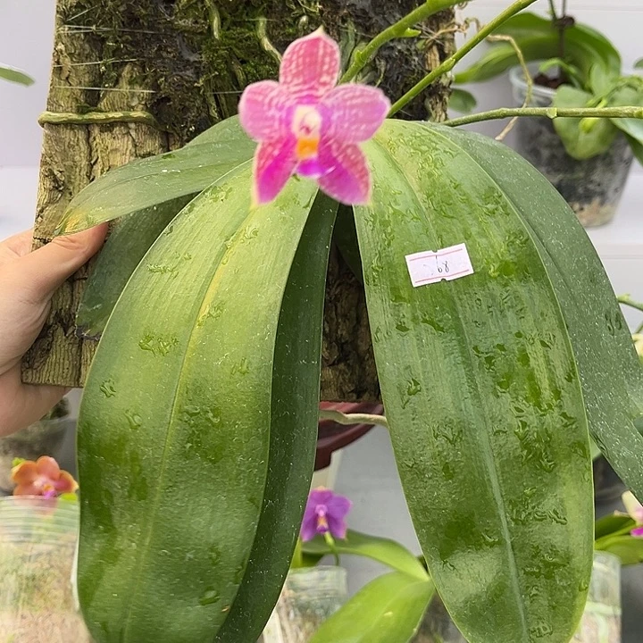 完全开放板植林登斑马824