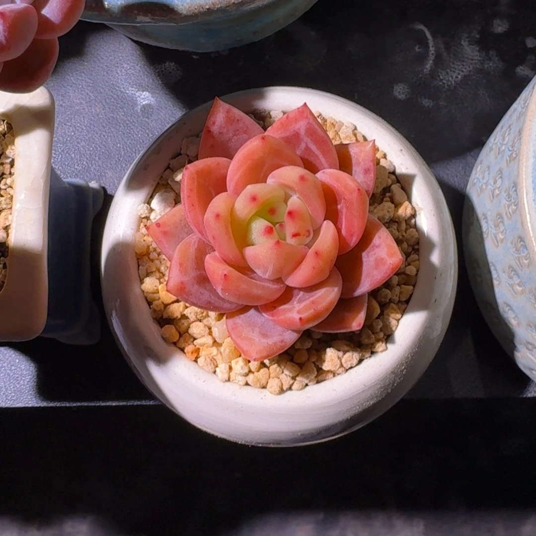 香槟 单头 一物一拍