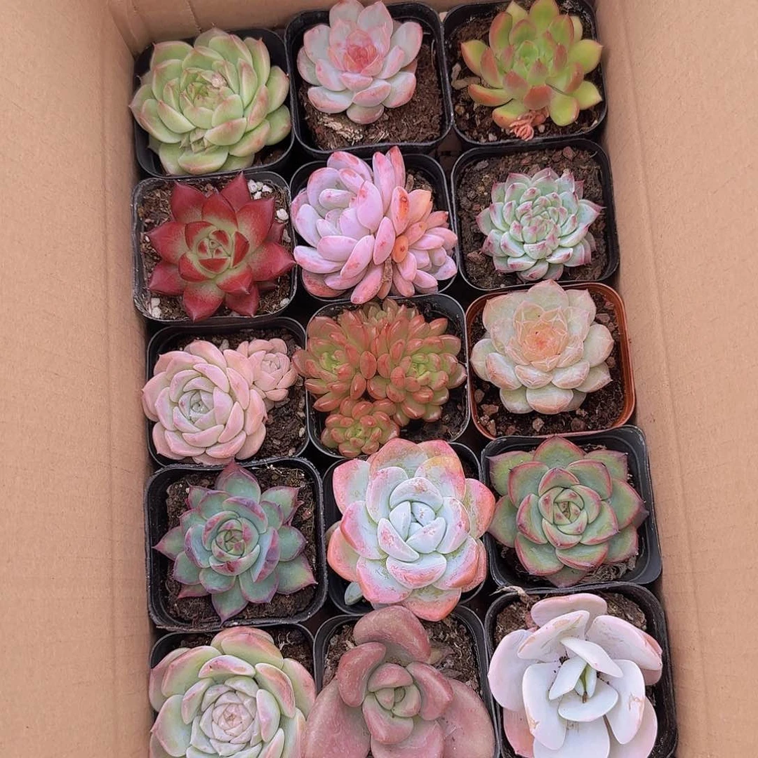 十五个品种的喜欢去拍