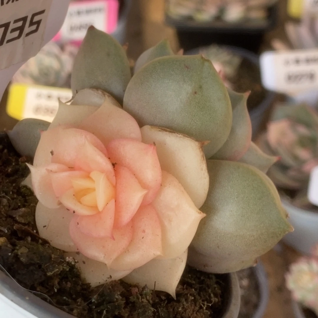 735贝加尔湖锦锦锦锦锦