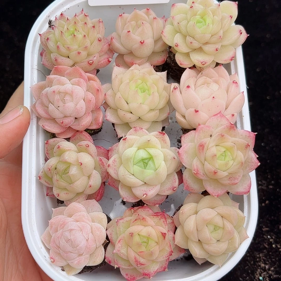 1-719 除新疆西藏内蒙12.8包邮 尺寸2-3厘米
