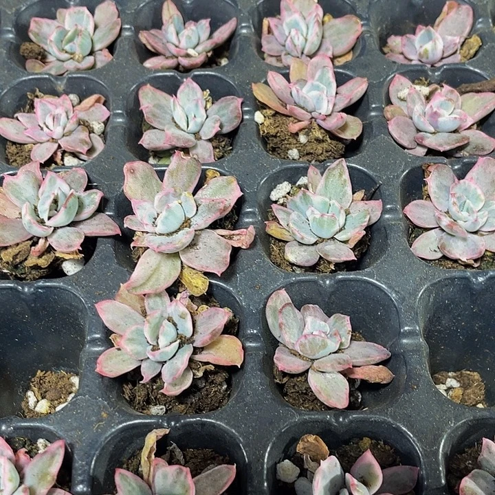 小伯克利锦1.99带土发
