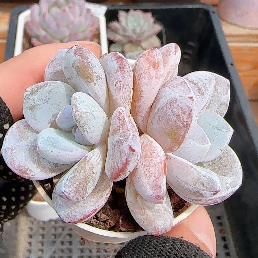 多肉0928--334福利