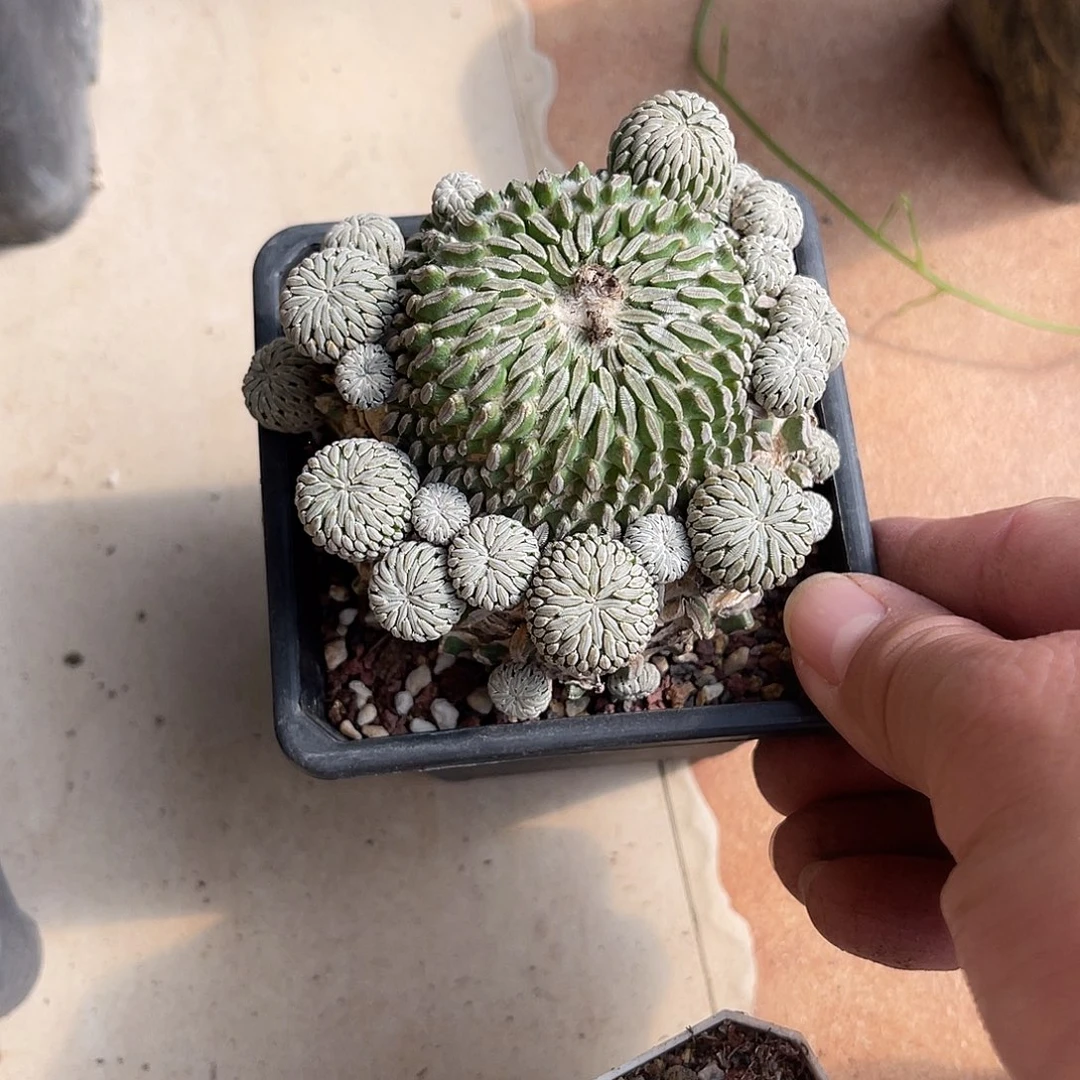 精巧丸仙人球一物一拍