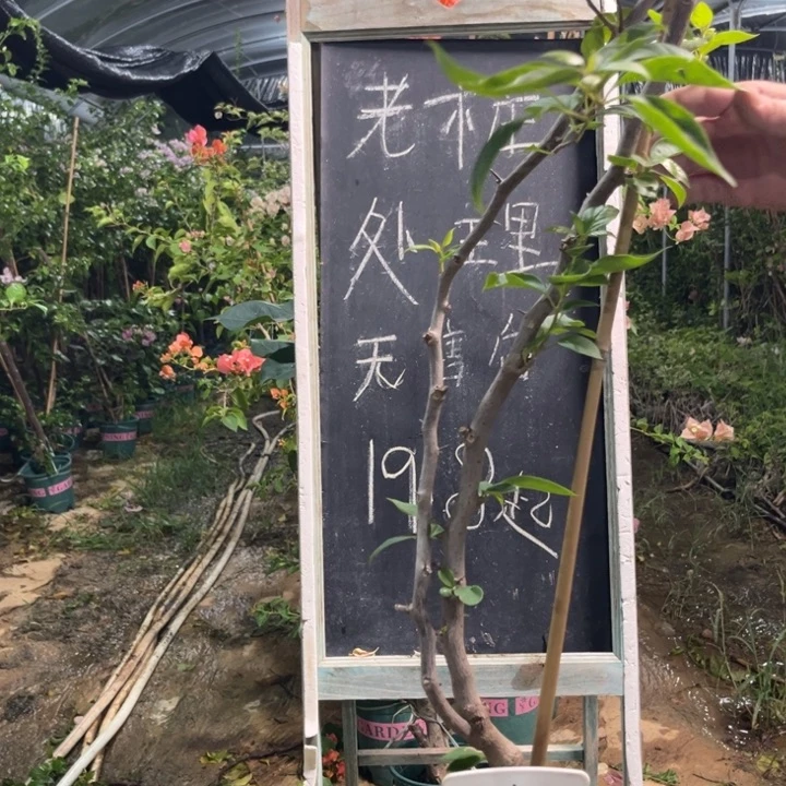 无花朵三角梅三角梅14