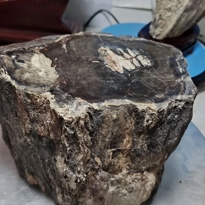 金***酒石材新疆奇台硅化木 木化石，树化石，树化玉。